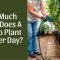 How Much Water Do Tomato Plants Require?