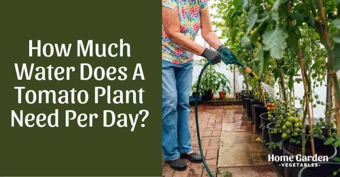 How much water do tomato plants require