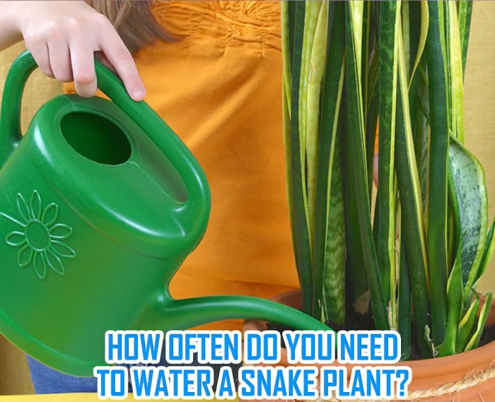 How often do i water snake plant