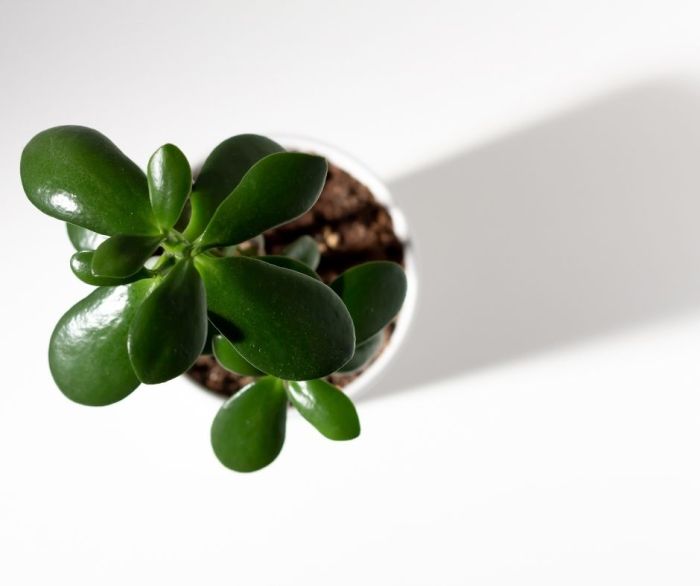 How often should i water a jade plant