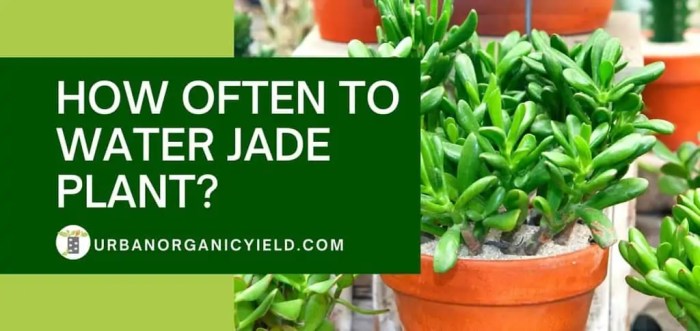 How often do i water my jade plant