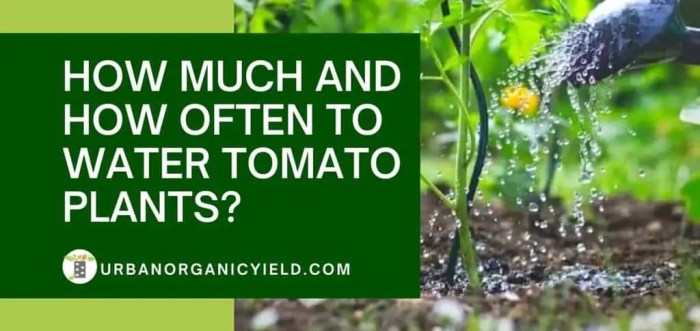 How much water do tomato plants require