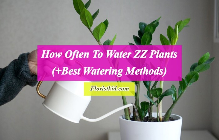 Can zz plant grow in water