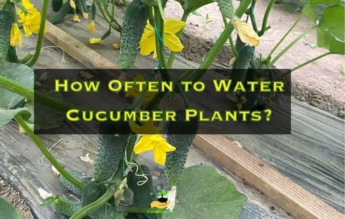 Watering cucumbers cucumber