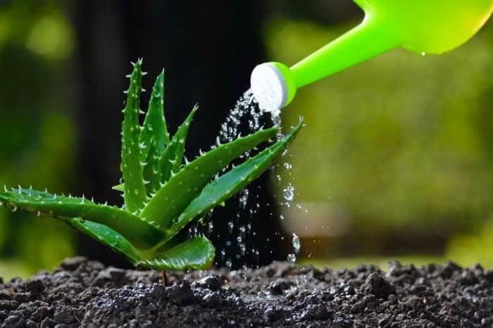 How often do you water aloe vera plant