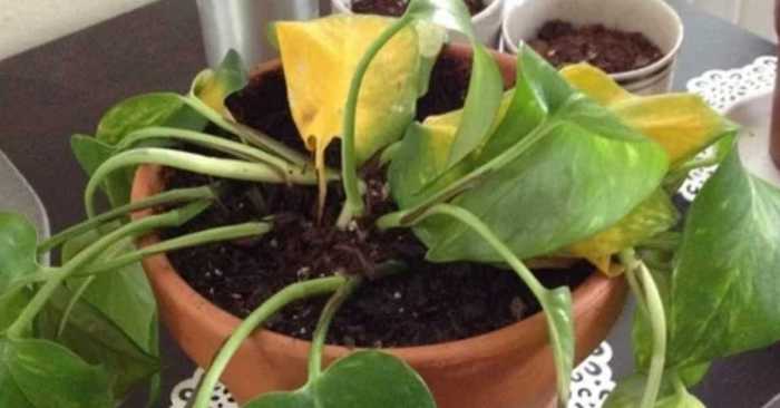 How often to water pothos plants