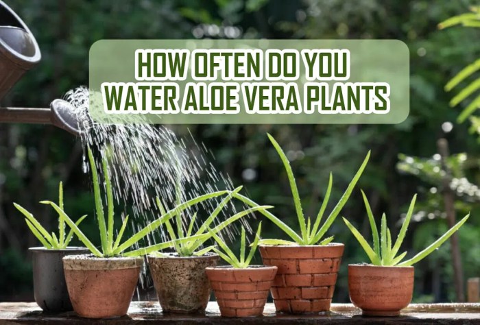 How to water an aloe vera plant