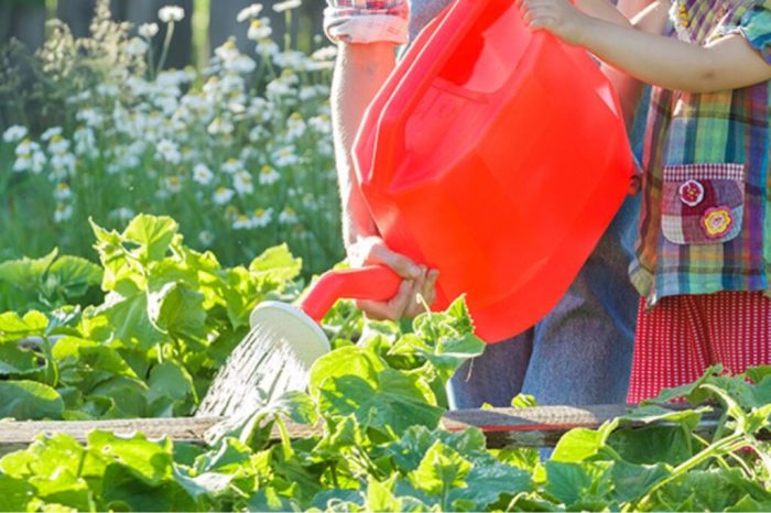 How much to water cucumber plants