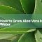 How Often to Water an Aloe Vera Plant