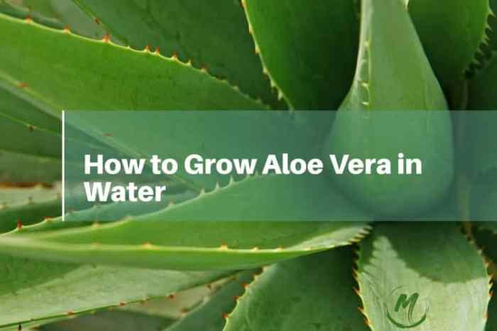 How often to water a aloe vera plant