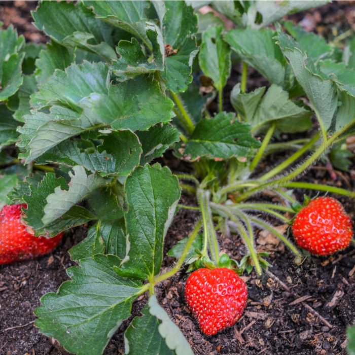 How much to water strawberry plants