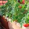 How Often to Water Tomato Plants in Containers