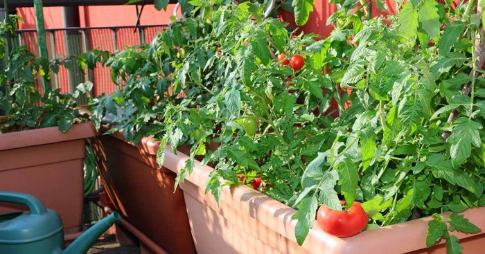 How often to water tomato plants in containers