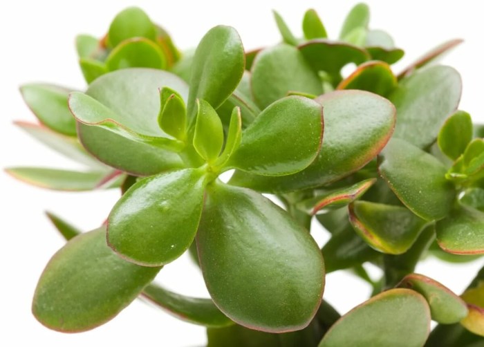 When to water jade plant