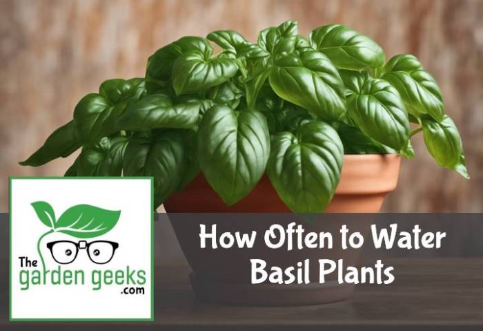 How often to water basil plant indoors