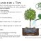 How to Water Newly Planted Trees