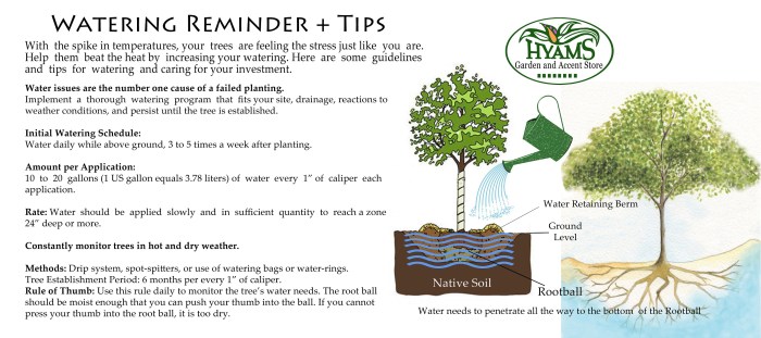 How to water newly planted trees