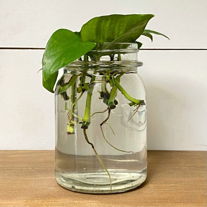 How to plant pothos in water