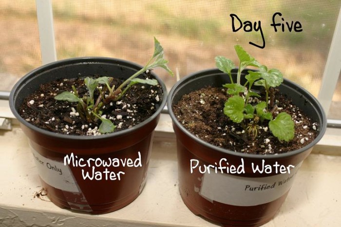 Does microwaved water kill plants