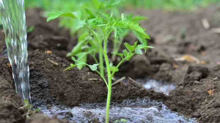 Can you over water a tomato plant