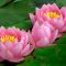 What is Water Lily Plant?