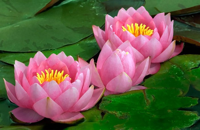 What is water lily plant