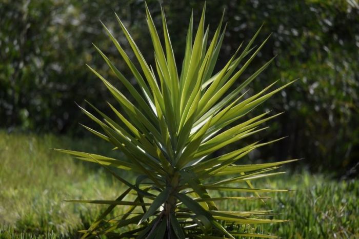 How often to water yucca plant