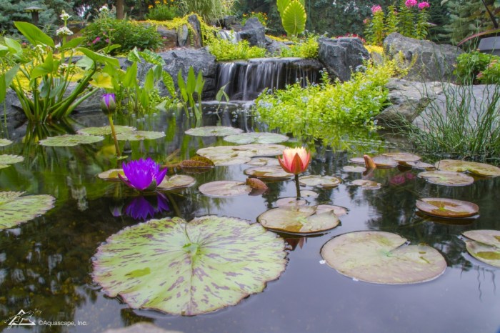 Plants aquatic water freshwater lily