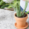 How Often Do You Water Aloe Vera Plant?