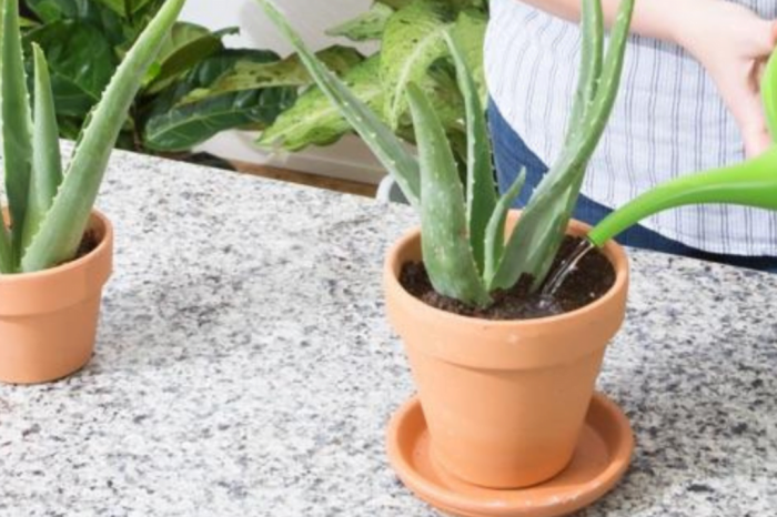 How often do you water aloe vera plant