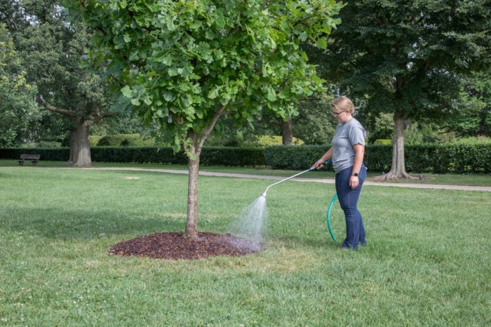 Watering piante salute arrosoir regar watered planted balcone plante internazionale fao lancia arrosée orto giardino mese anno fito spanish