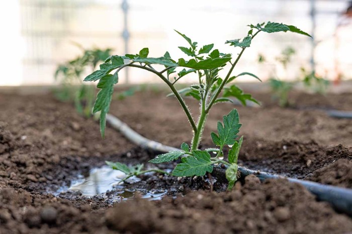 Should you water tomato plants everyday