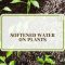 Will Water from a Water Softener Kill Plants?