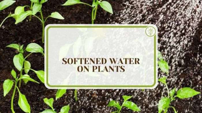 Will water from a water softener kill plants