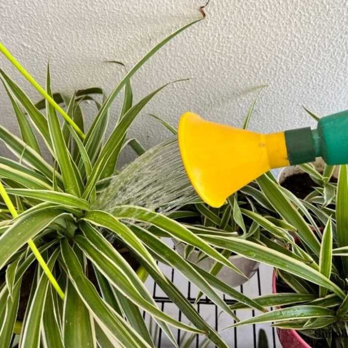 How much water do spider plants need