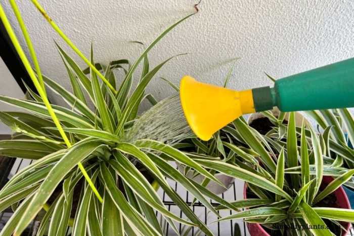 How to water a spider plant