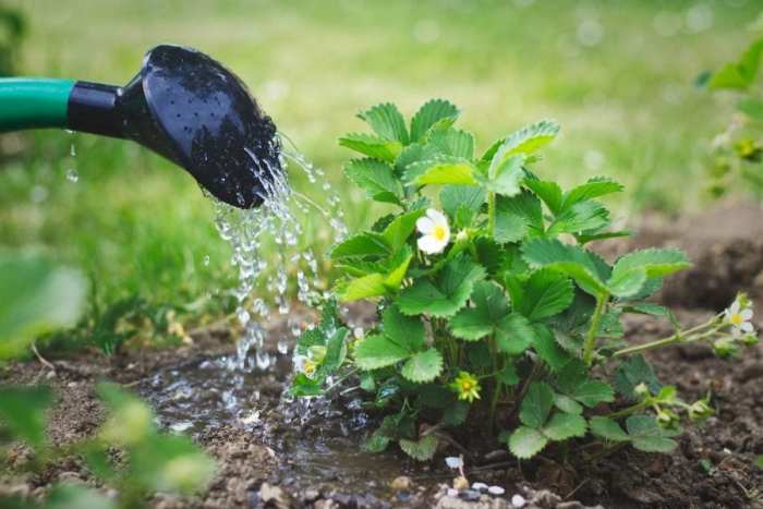 How much to water strawberry plants