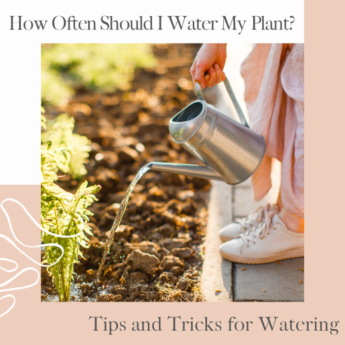 How often to water the plants