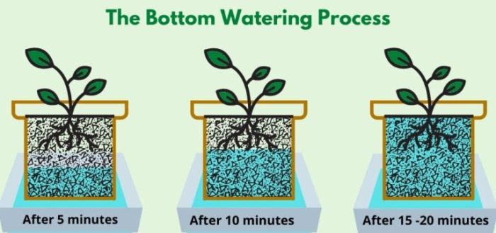 How long should you bottom water plants