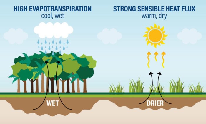 How does water affect plant growth