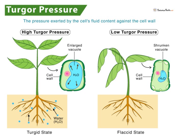 Why is water necessary for plant growth