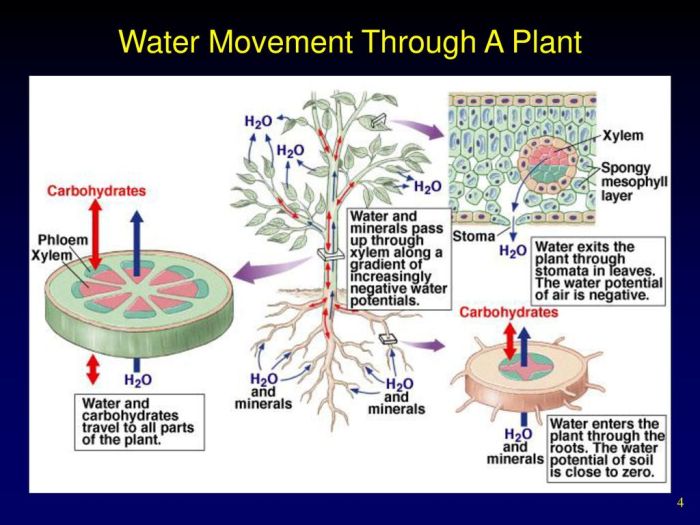 How does water move through a plant