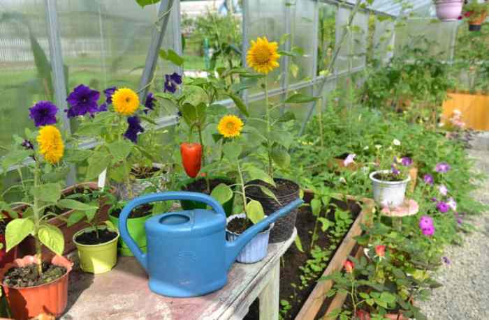 How often should you water a sunflower plant