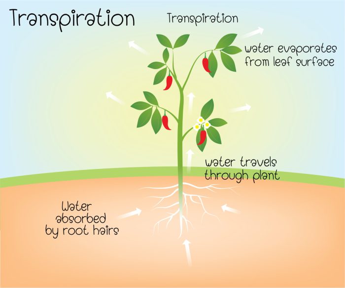 Water transpiration plants factors affecting plant process solute internal roots movement soil get biology cells examples potential atmosphere processes photosynthesis