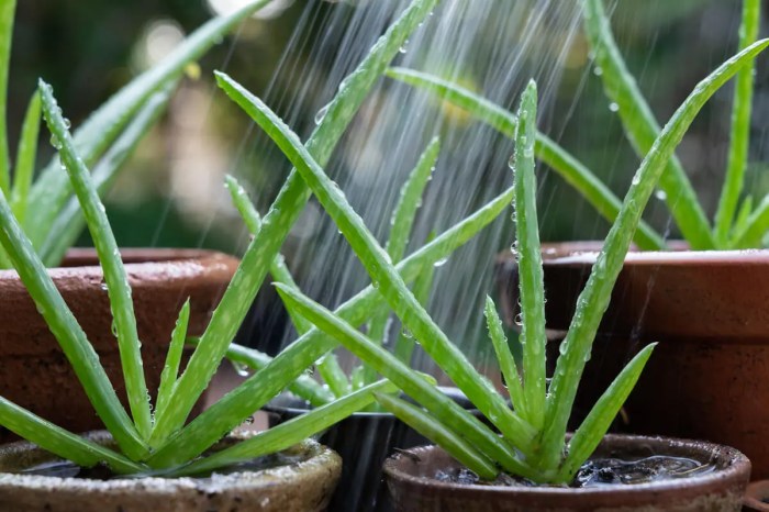 How to water an aloe vera plant