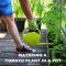 How Much Should You Water a Tomato Plant?