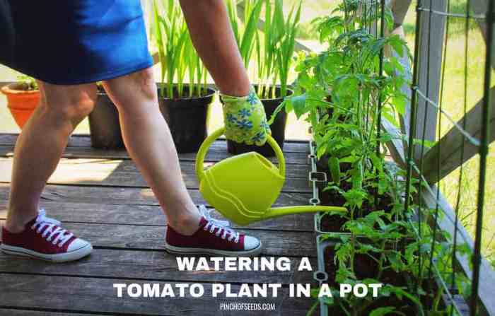 How much should you water a tomato plant