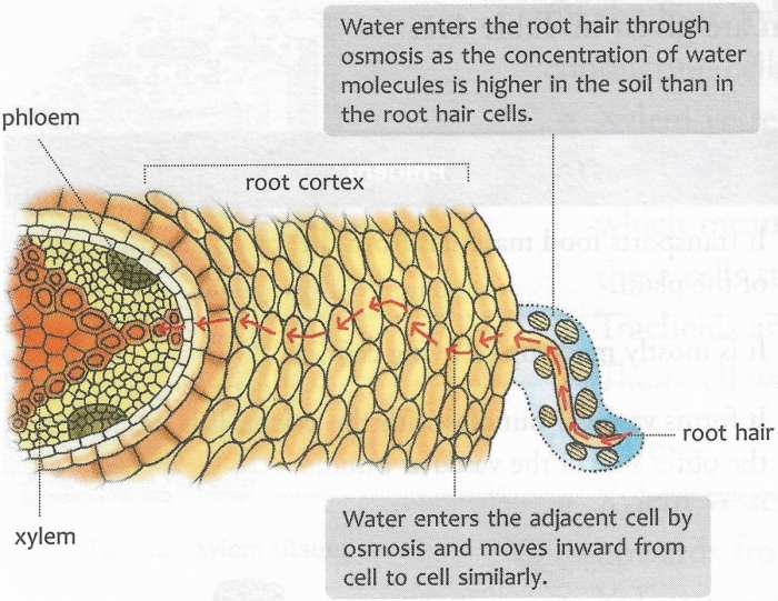 How do plants take in water