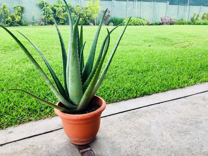 How often to water a aloe vera plant