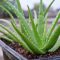 How to Water an Aloe Vera Plant